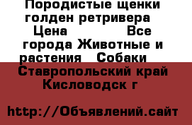 Породистые щенки голден ретривера › Цена ­ 25 000 - Все города Животные и растения » Собаки   . Ставропольский край,Кисловодск г.